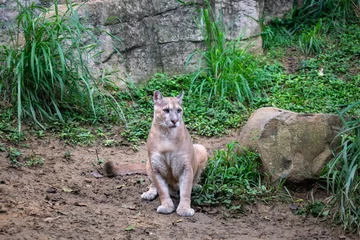  El puma, león de montaña o león americano (Puma concolor)es un mamífero carnívoro de la familia Felidae nativo de América. Este felino vive en más lugares que cualquier otro mamífero © Wilmerfotografia