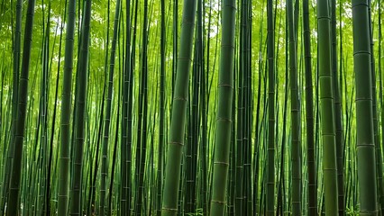 Fototapeta premium green background