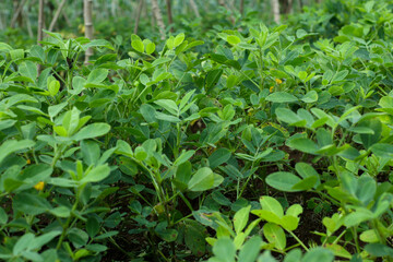 close up photo of green peanut plants on a plantation in Sumedang, West Java, Indonesia.