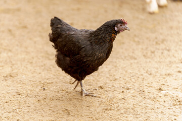 Black chicken gracefully moves across a dry dirt field, its feathers shimmering in the sunlight.