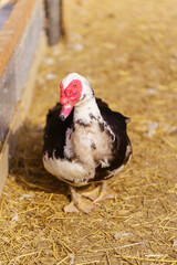 Muscovy duck with black and white feathers gracefully stands, showcasing its vibrant red beak in a farm setting. Vertical photo