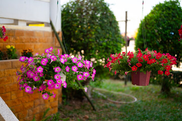 Close up Colorful petunia flowers in pots on blurred background.