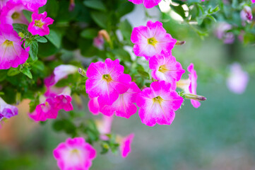 Obraz premium Close up Colorful petunia flowers in pots on blurred background.