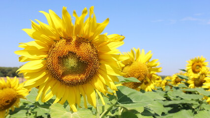 Fototapeta premium Sunflower Blossoming on Tree. Closeup of Beautiful Blooming Sunflower in Field on Clear Blue Sky Background with Copy Space and Selective Focus.