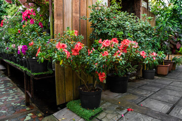 A greenhouse filled with blooming rhododendrons and azaleas of the Rhododendron indicum variety in black pots, featuring vibrant pink and red flowers under natural sunlight