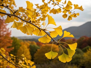Fototapeta premium Autumn Gingko Biloba Tree Leaves, Golden Yellow Fall Foliage, Nature Background
