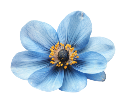 Delicate blue flower on nature high fidelity studio environment artistic concept isolated on transparent background png