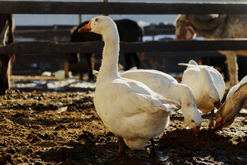 Geese foraging in a sunlit farmyard during early morning hours fosters a serene rural atmosphere
