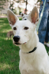 white dog in park on walk with its owner. walking and training of pets during daytime. beautiful white shepherd or Schnauzer on the background of green lawn in a public park. dog friendly, animal care