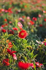 赤く咲くポピー