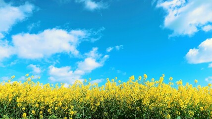 Obraz premium Paysage de nature au printemps, avec une rangée de fleurs de colza (brassica napus) jaunes dans un champ en Champagne Ardenne / Grand Est, sous un ciel bleu avec quelques nuages blancs (France)