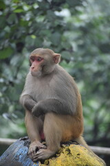 Naklejka premium Monkey