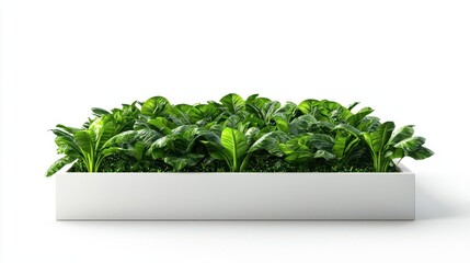 Fototapeta premium Fresh green leafy vegetables in a white planter on isolated background.