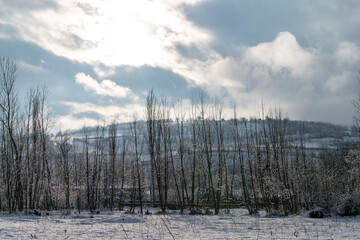 Tall Trees in Snowy Landscape