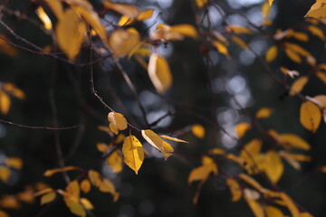 foglie gialle nel bosco in autunno