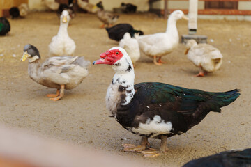 Muscovy duck with black and white feathers gracefully stands, showcasing its vibrant red beak in a farm setting.