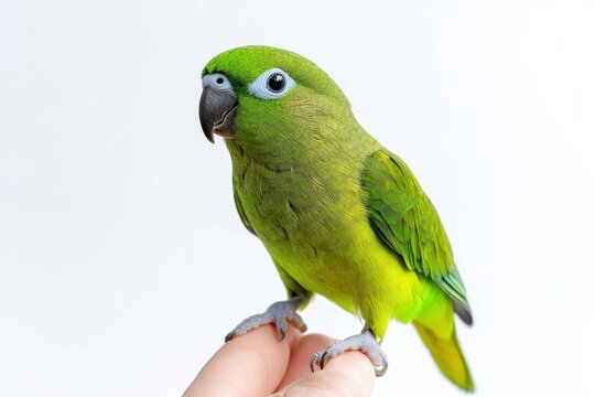 A vibrant green parrot perches gently on a hand against a stark white background.