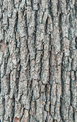 Naklejka premium texture