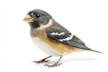 Fototapeta premium Small bird with gray, white, and yellow feathers