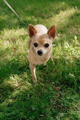 dog with disability stands on green lawn, a pet without front paw. amputation of limbs,...