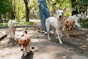 Cute dogs on walk in park. professional pet walker or pet babysitter, pack of animals on green lawn with owner. friendship, puppy. variety of dogs from shelter, pedigreed dogs on leash on city street