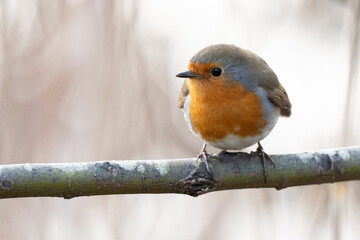 Robin 