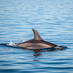 dolphin jumping out of water