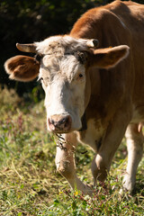 Brown and White Cow Eating Grass
