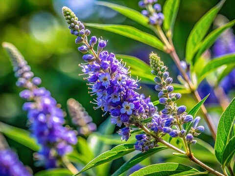 Close-Up of Vitex trifolia,  Lesser Vitex,  Medicinal Plant,  Natural Herbal Remedy,  Detailed Macro Photography