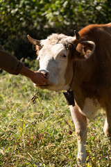 Hand Feeding a Cow in a Pasture
