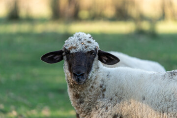 Sheep Portrait in Green Pasture Setting
