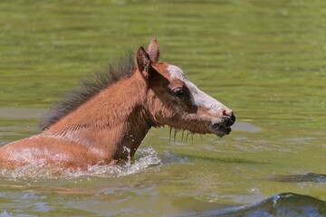 A cute foal is swimmin on the pond. Closeup portrait of a young horse. 