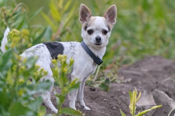 Portrait of a Chihuahua. Smallest dog breed stands in the grass. A cute tiny gog. 