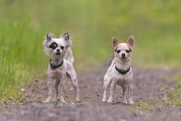 Front view of two Chihuahuas wearing collars, standing, looking at the camera