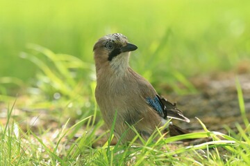Obraz premium Portrait of nice bird Eurasian Jay, Garrulus glandarius, Jay in nature habitat. Wildlife in Czech. Bird eurasian jay sitting on the grass.