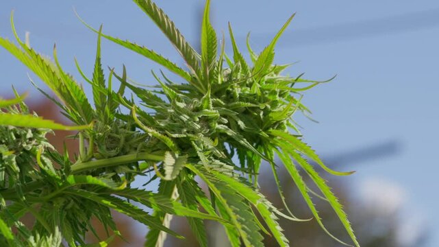 A tall, leafy plant with a thick stem and many leaves. The plant is very green and has a lot of leaves, giving it a lush and healthy appearance