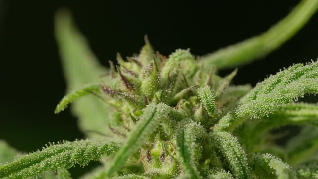 A close up of a marijuana plant with a fuzzy, fuzzy texture. The plant is covered in a thick layer of white fuzz, giving it a somewhat unkempt appearance. Concept of wildness and untamed nature