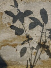 shadow of a plant on a wall
