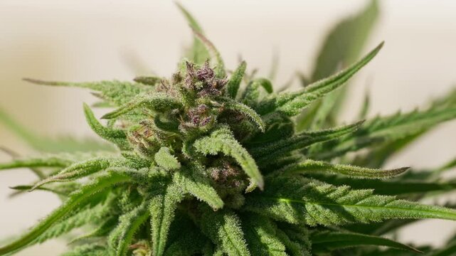 A close up of a marijuana plant with a lot of leaves and buds. The plant is green and has a fuzzy appearance