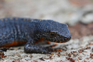 Closeup on a juvenile male European alpine newt, Ichthyosaura alpestris on wood