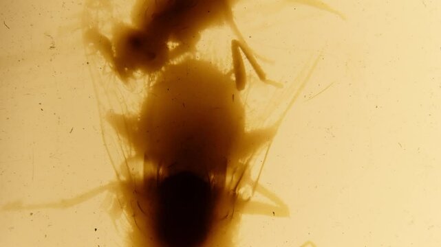 Flies, newspaper scraps.  Abstract loopable animation. 35mm film 