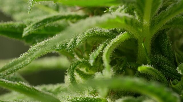 A close up of a plant with a fuzzy green appearance. The plant is covered in a white powdery substance