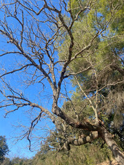 An old, leafless tree with twisted, gnarled branches, standing alone in a natural setting, evoking a sense of age and resilience.
