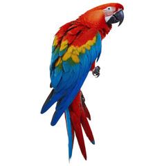 Fototapeta premium Macaw parrot isolated on transparent background