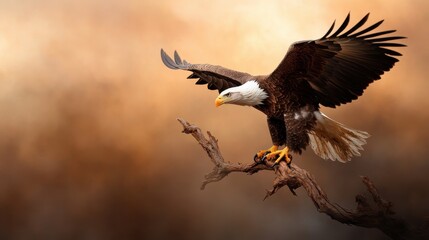 An awe-inspiring image of a bald eagle taking flight from its perch, showcasing the magnificent wingspan and sheer power of this bird of prey against a warm, vibrant backdrop.