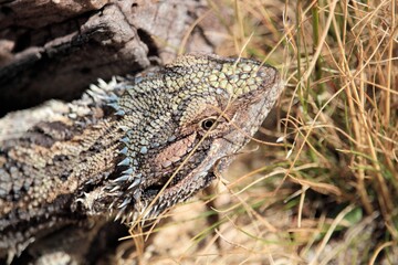 Close-up of juvenile Eastern Bearded Dragon (Pogona barbata) South Australia