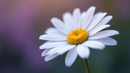 Fototapeta premium Closeup of beautiful white daisies blooming in a field