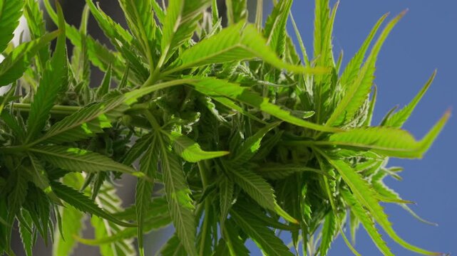 A tall plant with many green leaves and brown stems. The leaves are large and spread out, giving the plant a full and lush appearance. The stems are brown and appear to be strong and sturdy