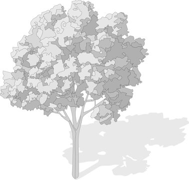 Axonometric tree, isometric vector tree 