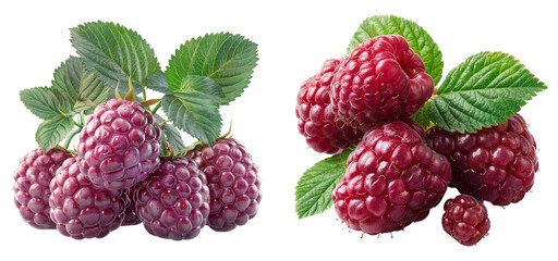 Pack of Juicy Red Raspberries Freshly Picked Ripe Berries Sweetness Nature Transparent Background